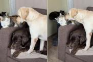 Video: Cat Reacts to Labrador's Repeated Booping