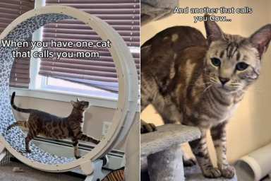 Cat Calls Mom 'Mom' in Adorable Video