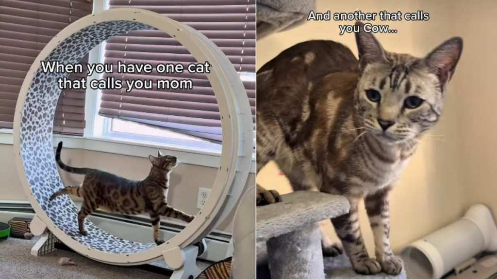 Cat Calls Mom 'Mom' in Adorable Video