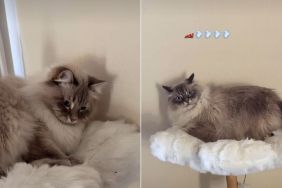 Video: Cat Likes to Talk to the Walls Sometimes