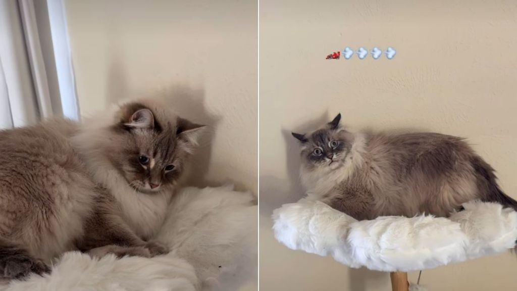 Video: Cat Likes to Talk to the Walls Sometimes