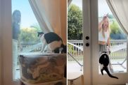 ‘Picky’ Cat Has Eyes Set on One Unexpected Human in Adorable Video