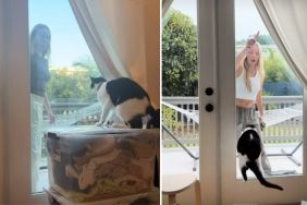 ‘Picky’ Cat Has Eyes Set on One Unexpected Human in Adorable Video