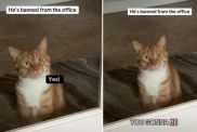 Cat Goes Viral for His Reaction After Being ‘Banned From the Office’