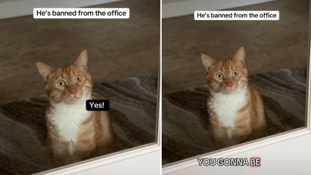 Cat Goes Viral for His Reaction After Being ‘Banned From the Office’