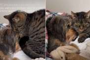 Video: Cat Comforts Dog Who Just Had a Big Surgery