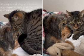 Video: Cat Comforts Dog Who Just Had a Big Surgery