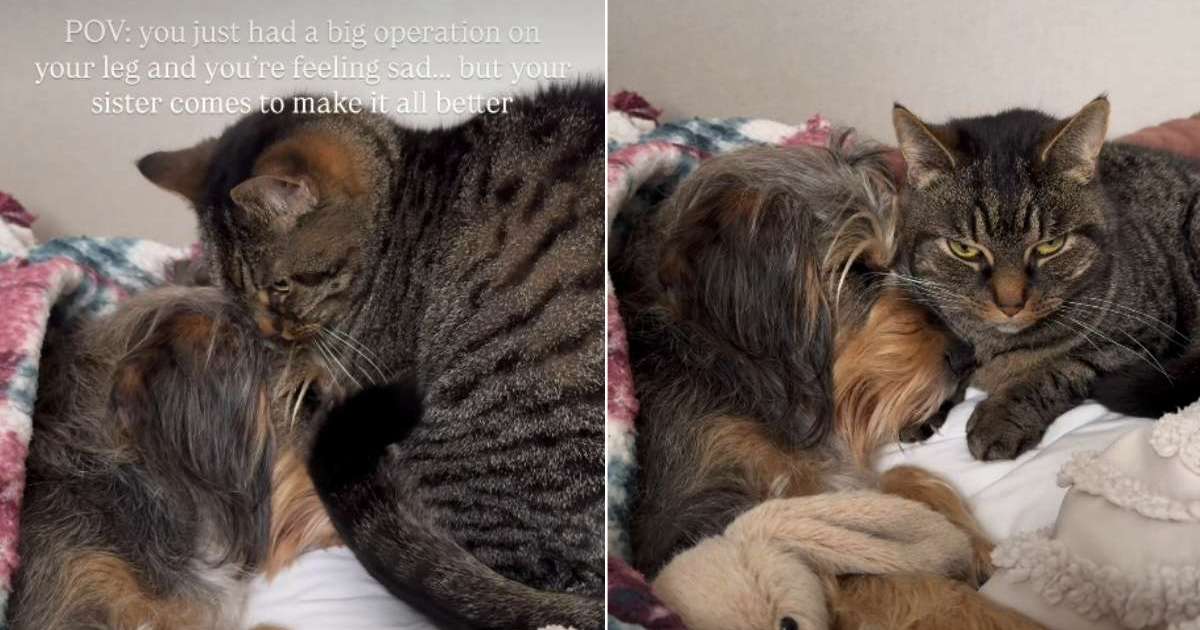 Video: Cat Comforts Dog Who Just Had a Big Surgery – CatTime