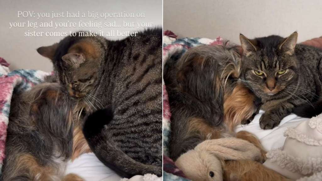 Video: Cat Comforts Dog Who Just Had a Big Surgery