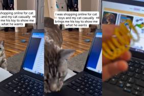 Video: Cat Hints What He Wants as Owner Shops Online