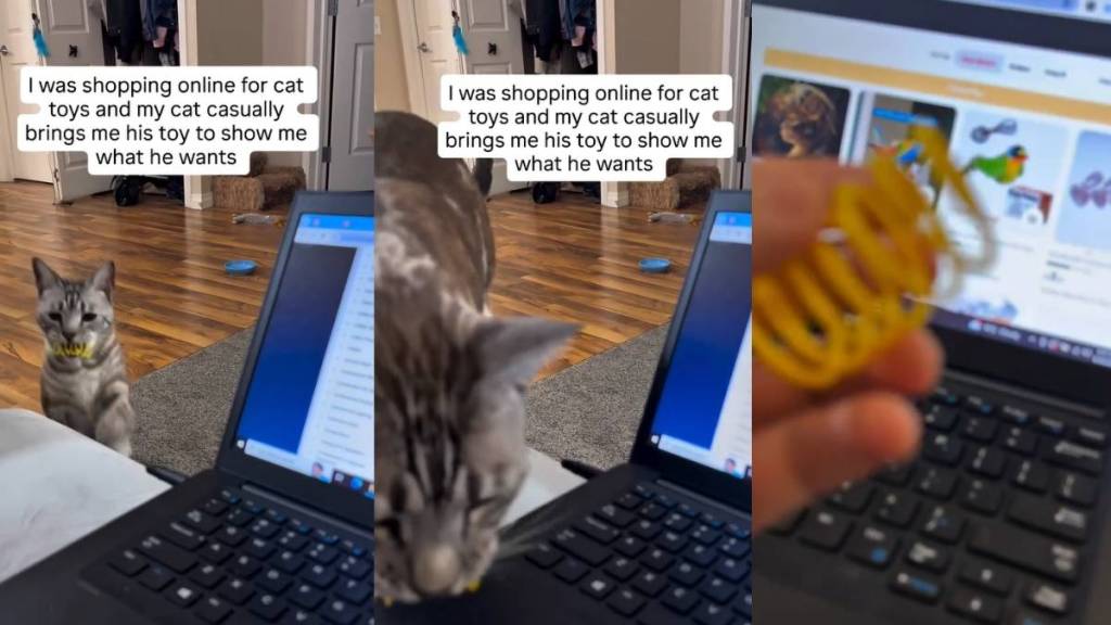 Video: Cat Hints What He Wants as Owner Shops Online