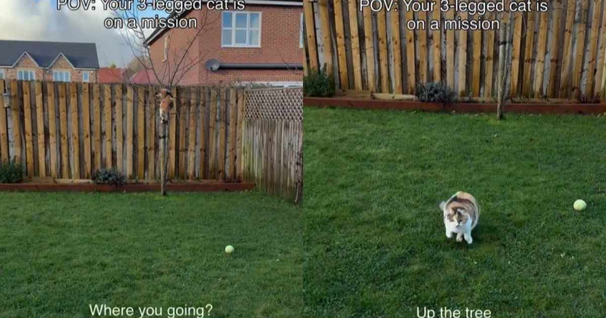 Tripod Cat Does Parkour on a Tree in an Adorable Video – CatTime