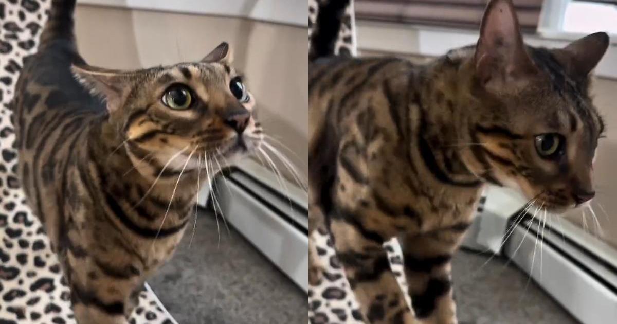 Video Shows Cat Using ‘Spring Paws’ Every Time He’s Spooked – CatTime