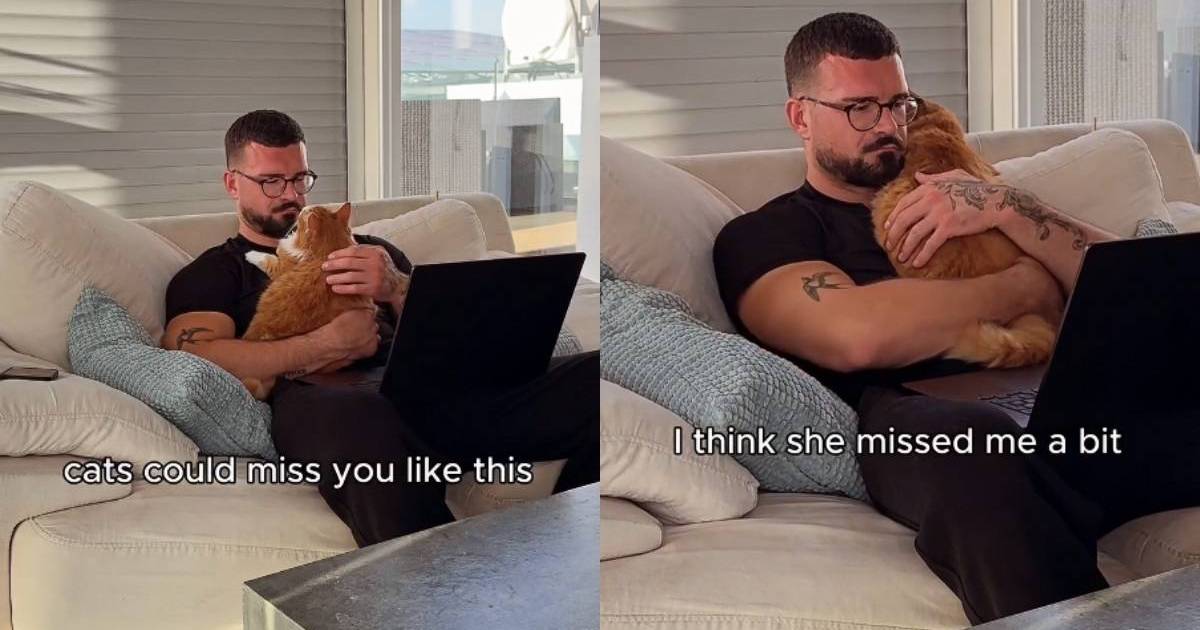 Video: Stray Cat, Now Adopted, Reacts to Owner Coming Home After 3 Days – CatTime