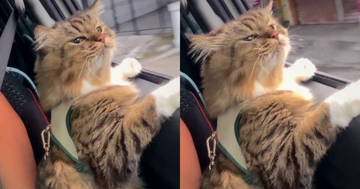 Video of Cat Enjoying a Window Seat on a Car Ride Is Everything