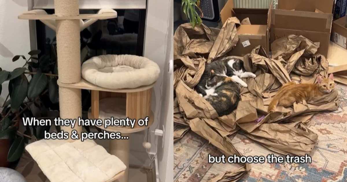 Cats Have Plenty of Places to Sleep, but This Is What They Chose – CatTime