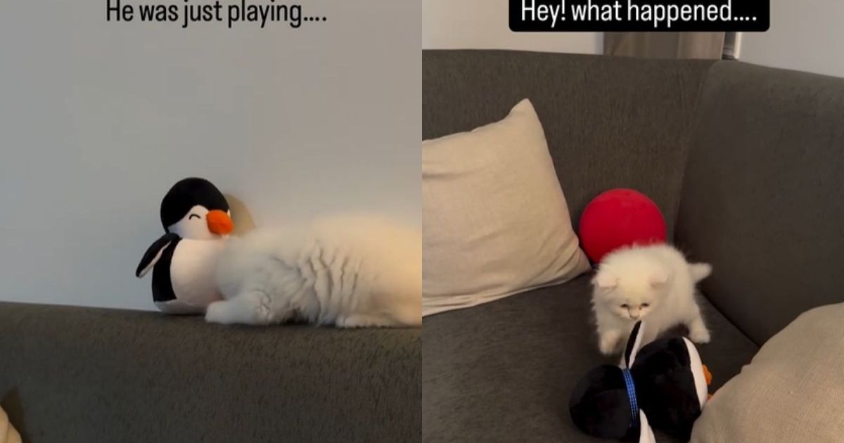 Video: Cat’s Bond With His Soft Toy Is Too Precious – CatTime