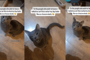 Video Shows What Life With a 'Talkative Cat' Can Look Like