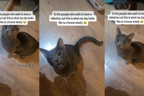 Video Shows What Life With a 'Talkative Cat' Can Look Like