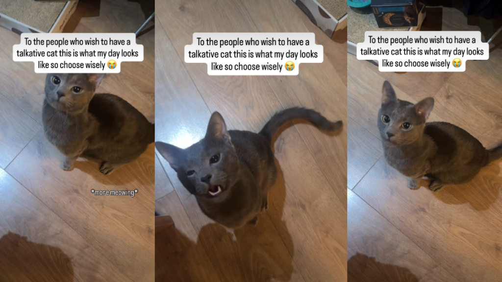 Video Shows What Life With a 'Talkative Cat' Can Look Like