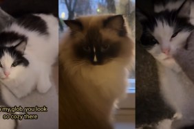 Cats Listen to Their Owner as They Say Goodbye Before Work