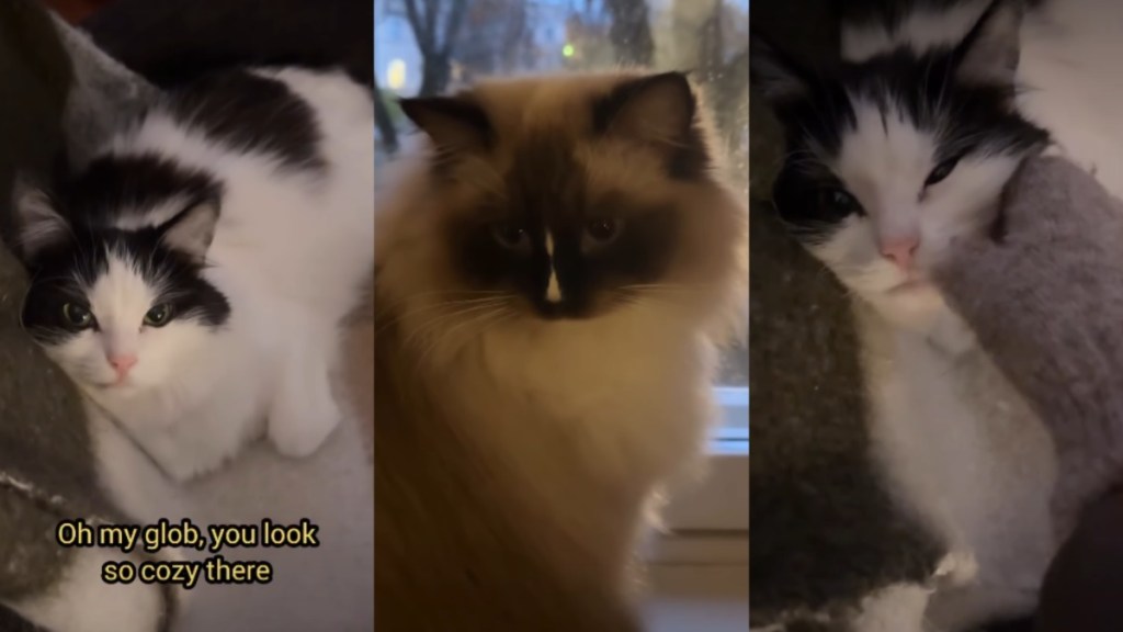 Cats Listen to Their Owner as They Say Goodbye Before Work