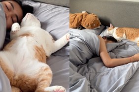 Cat Endlessly Cuddles With Owner in Viral Video