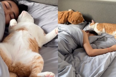 Cat Endlessly Cuddles With Owner in Viral Video