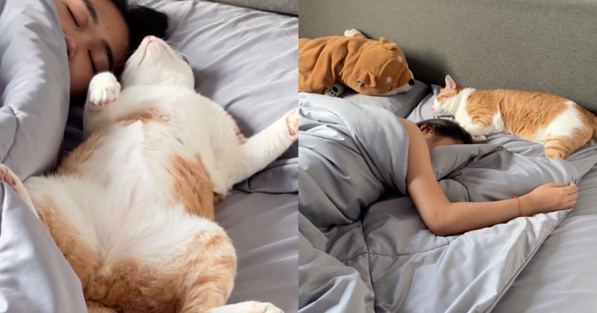 Cat Endlessly Cuddles With Owner in Viral Video – CatTime