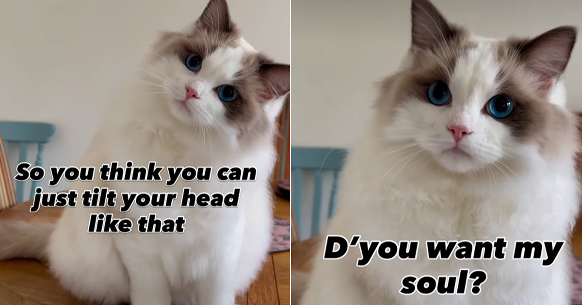 Video: Cat Persuades Mom To Give Anything With One Head Tilt
