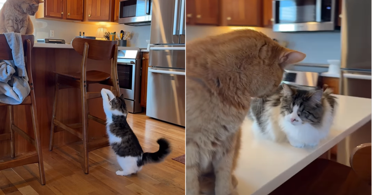 Blind Cat Learns How to Get Onto the Kitchen Counter All By Herself – CatTime
