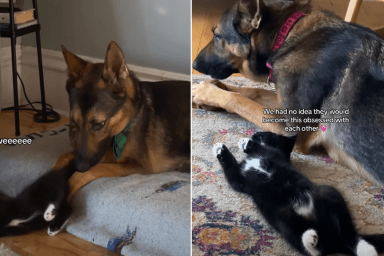 kitten dog video