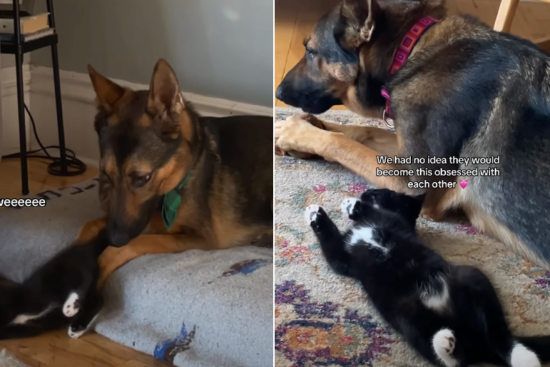kitten dog video