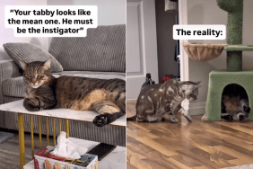 cat instigator video