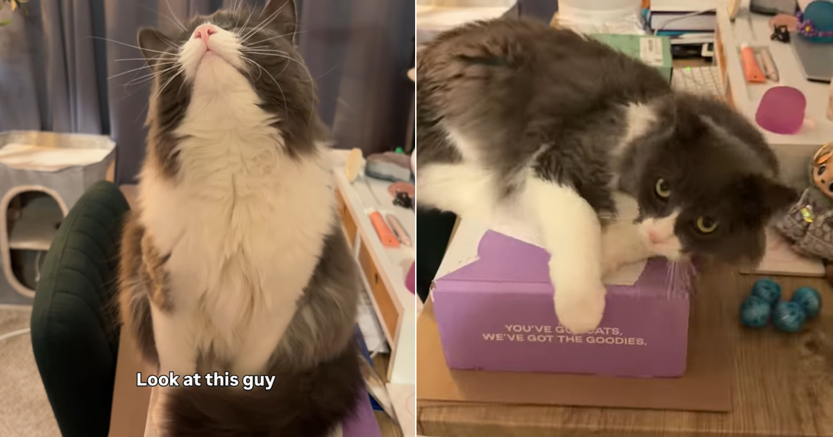 Video: Cat ‘Crumples to the Ground’ When He Is Praised – CatTime