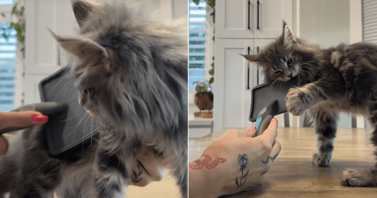 Cat Reacts to Being Brushed in Viral Video – CatTime