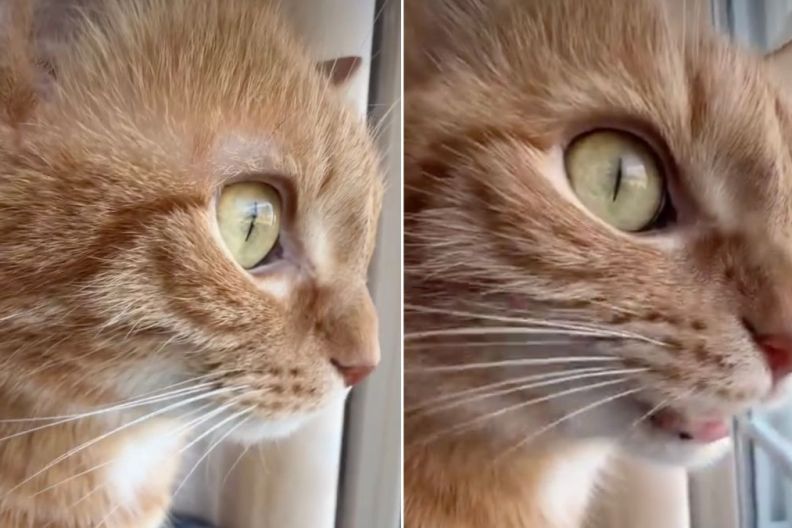 Video: Cat Takes Bird-Watching Very Seriously