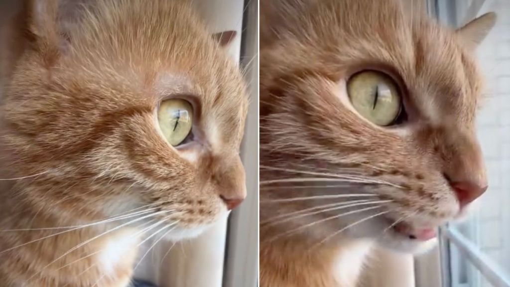 Video: Cat Takes Bird-Watching Very Seriously
