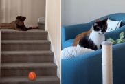 Cats React in Perfect Sync When Dog Drops Ball Down the Stairs