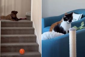 Cats React in Perfect Sync When Dog Drops Ball Down the Stairs