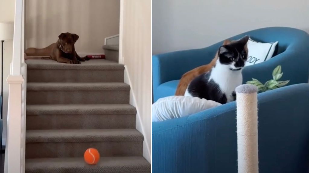 Cats React in Perfect Sync When Dog Drops Ball Down the Stairs