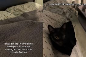 Owner's Search for Deaf Cat in the House Ends With an Endearing Surprise