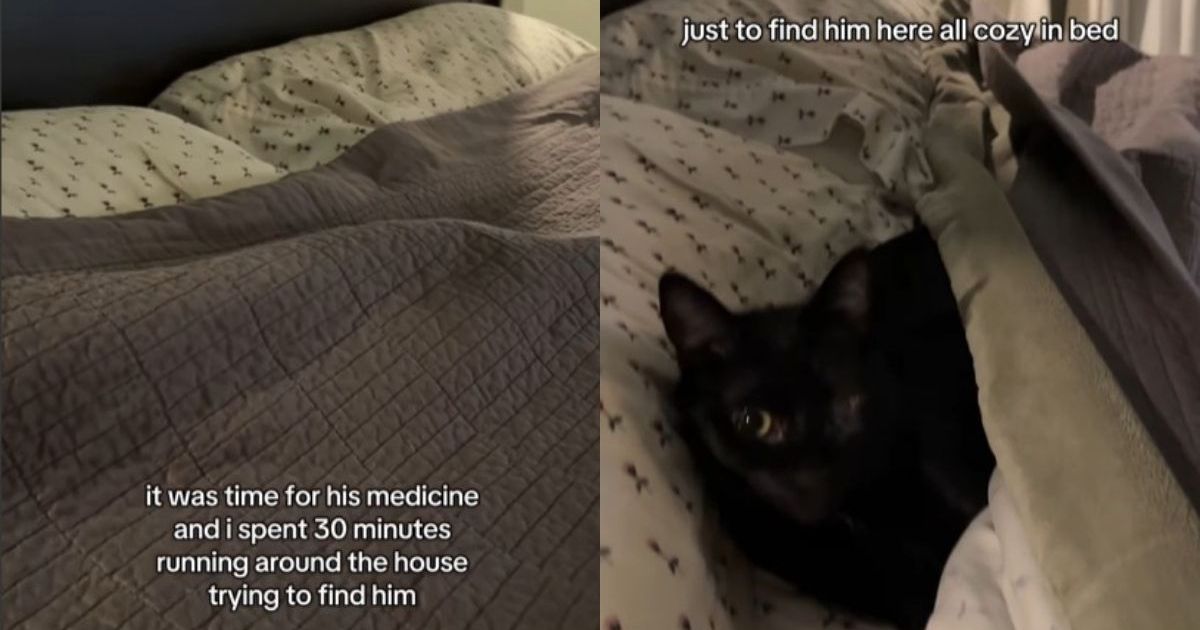Owner’s Search for Deaf Cat in the House Ends With an Endearing Surprise – CatTime