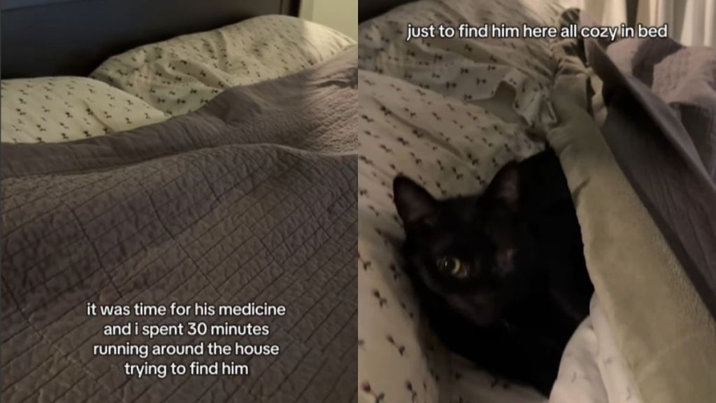 Owner's Search for Deaf Cat in the House Ends With an Endearing Surprise
