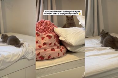 Video: Cat Wants to Be Everywhere Owner Is