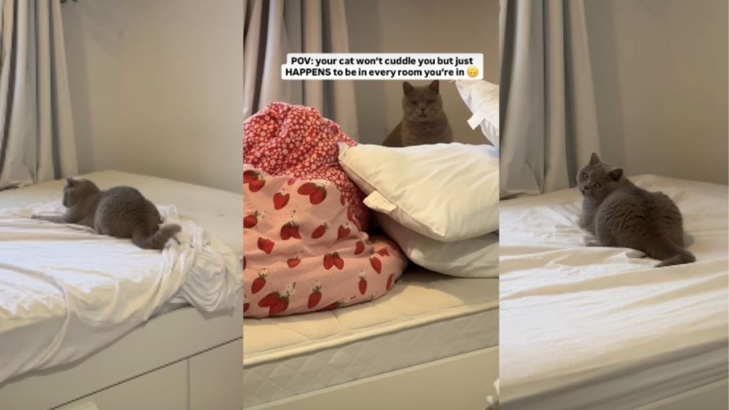 Video: Cat Wants to Be Everywhere Owner Is