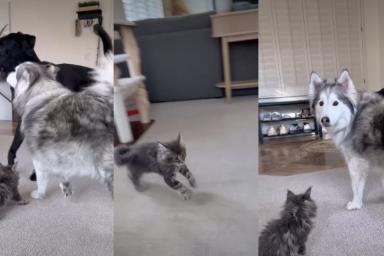 Video: Cat Does This With Big Dog Brothers When It’s Time To Play