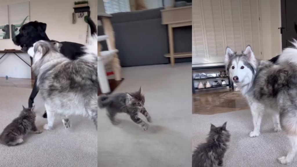 Video: Cat Does This With Big Dog Brothers When It’s Time To Play