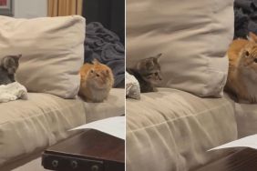 Video: Cat Possibly Startled to Meet Her New Niece