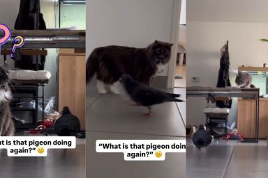 Video: Cat Appears Surprised by Pigeon's Activity Inside the House